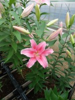 [5241 Marlon NES No01.JPG]